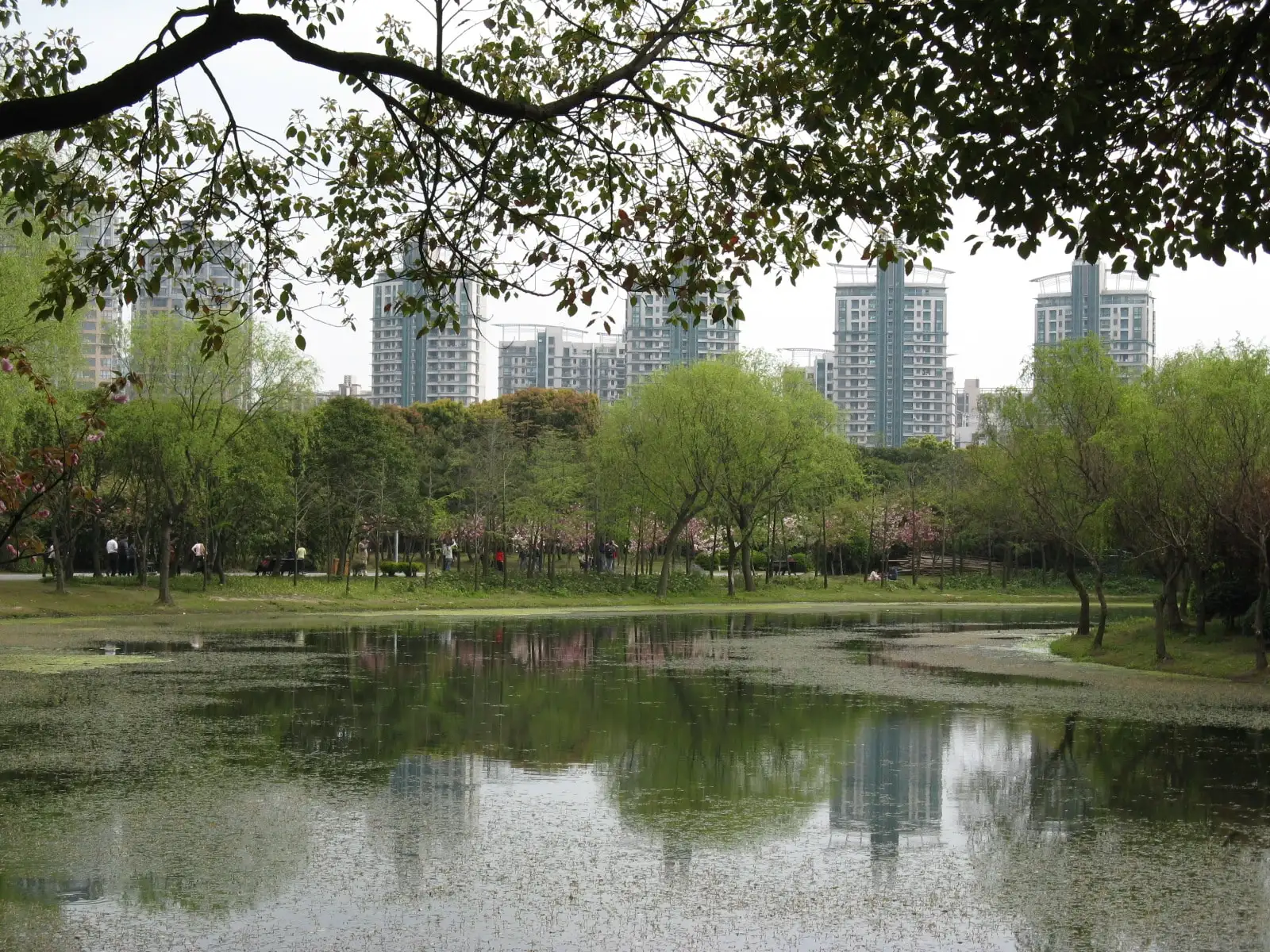 A lake at Century Park, with green trees along the water and apartment buildings beyond.